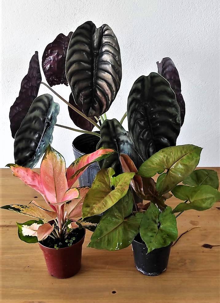 PULMAO DE AÇO (ALOCASIA CUPREA)