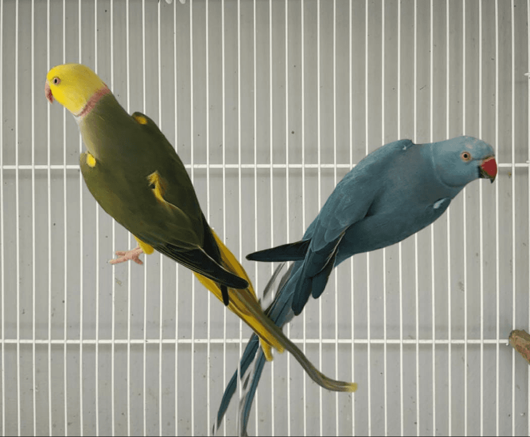 1ª imagem da campanha