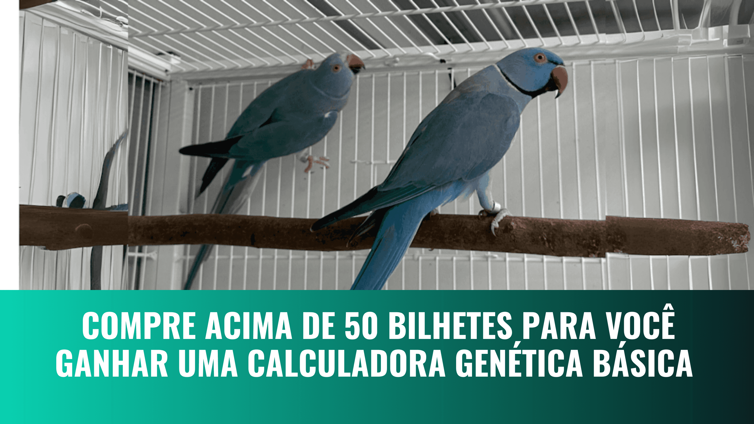 Casal macho Cobalto/ Cleartail X fêmea Cleartai Azul ou 20 mil no Pix.  Frete grátis para todo o Brasil