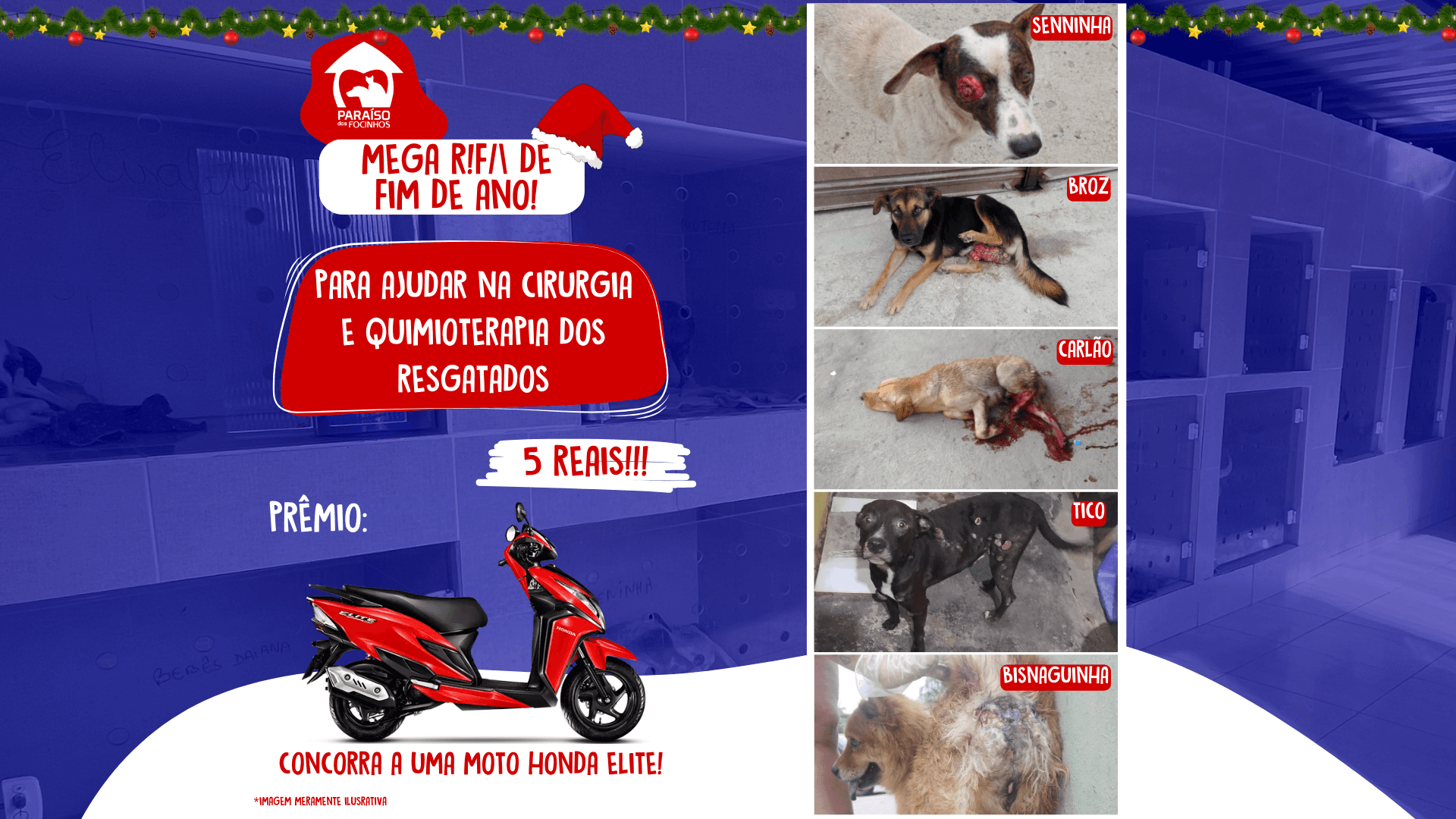 Ajude os peludinhos resgatados nesse fim de ano!