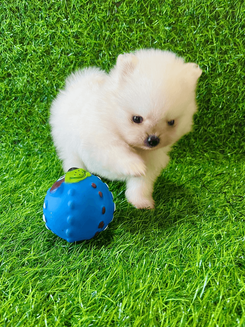 ACHOU, ADOTOU!!! | ENCONTRE A COTA E GANHE UM LULU DA POMERANIA