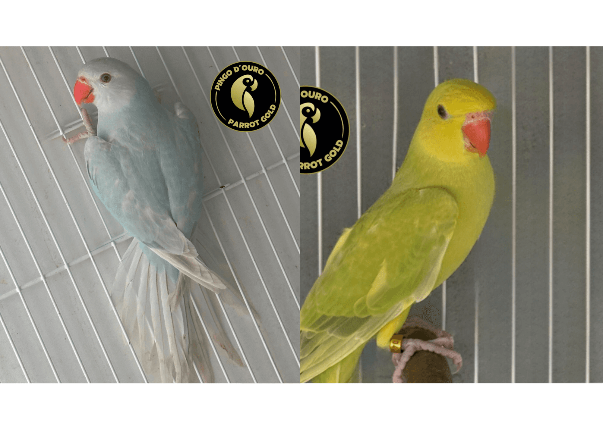 Casal Pallid Azul x Fêmea Pallid Verde/Azul ou 3 mil no pix