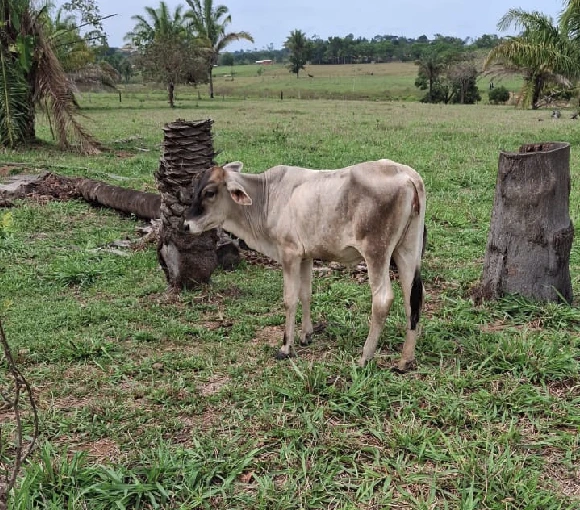 1ª imagem da campanha
